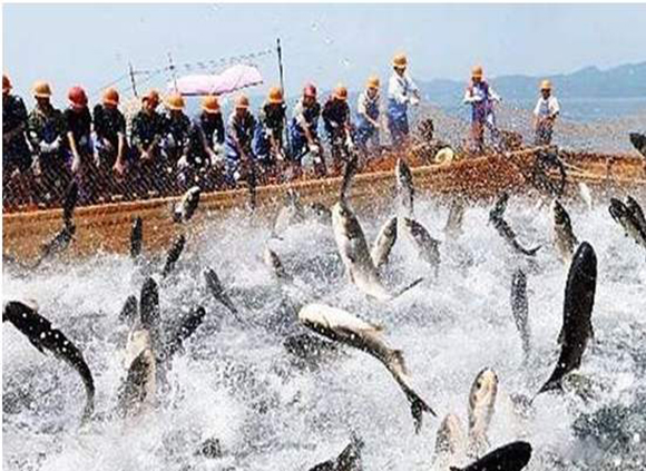 魚肉.jpg 魚肉.jpg